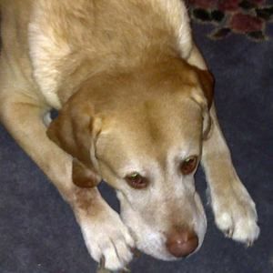 Meet your Posher, Todd